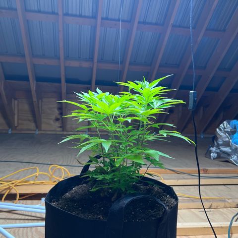 Blueberry Headband growlog timeline photo