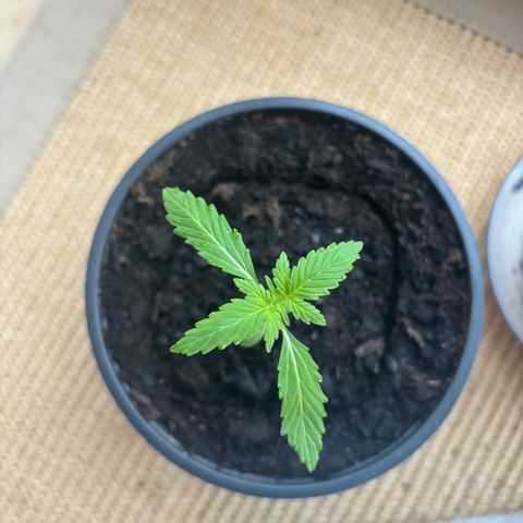 GMO Auto growlog timeline photo