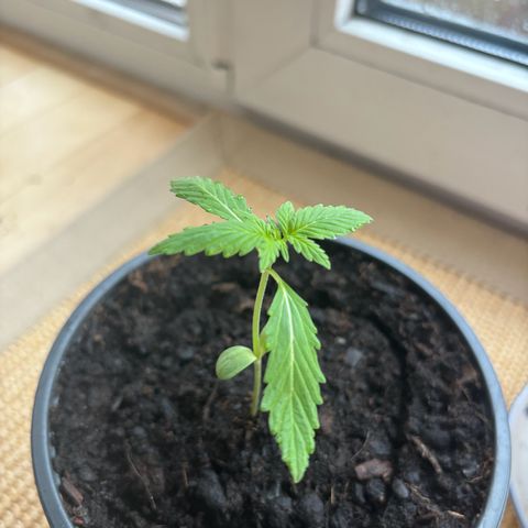 GMO Auto growlog timeline photo