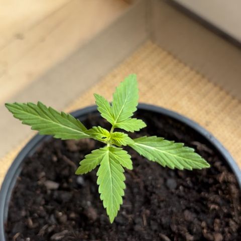 GMO Auto growlog timeline photo