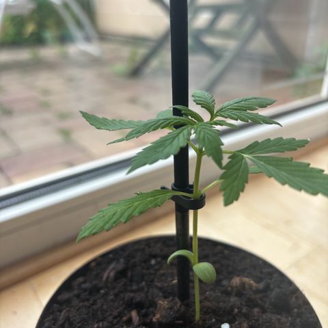 GMO Auto growlog timeline photo