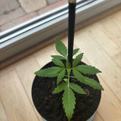 GMO Auto growlog timeline photo