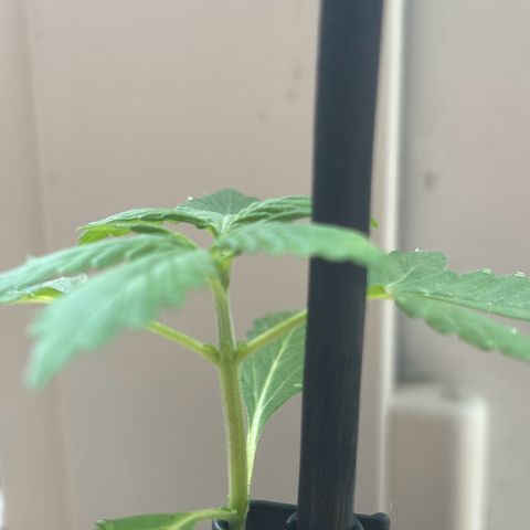 GMO Auto growlog timeline photo