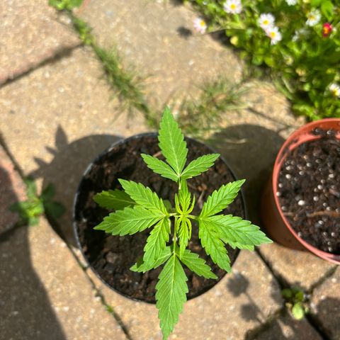 GMO Auto growlog timeline photo