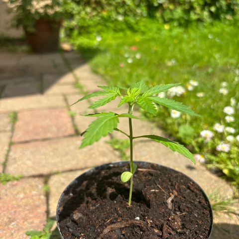 GMO Auto growlog timeline photo