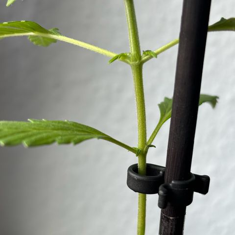 GMO Auto growlog photo: Die unteren Blätter entfernt