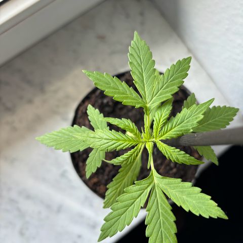 GMO Auto growlog photo: Die unteren Blätter entfernt