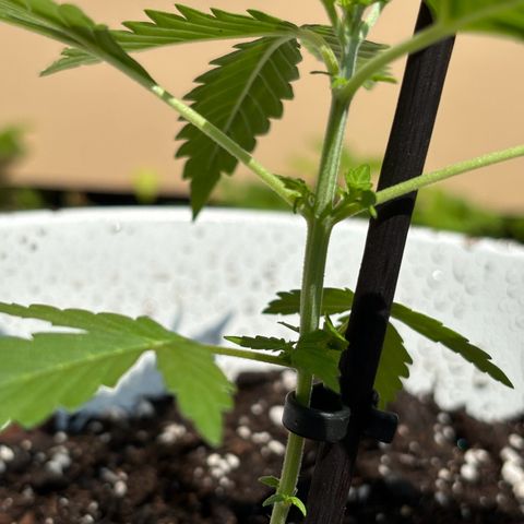 GMO Auto growlog timeline photo