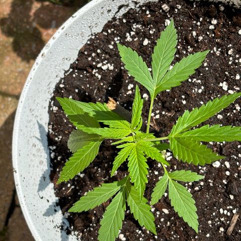 GMO Auto growlog timeline photo