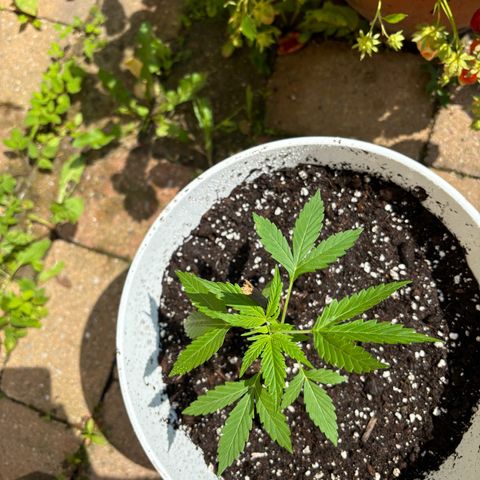 GMO Auto growlog timeline photo