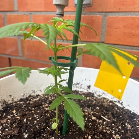 GMO Auto growlog timeline photo