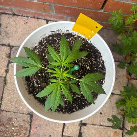 GMO Auto growlog timeline photo