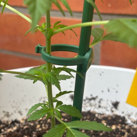GMO Auto growlog timeline photo