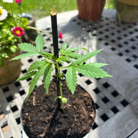 GMO Auto growlog timeline photo