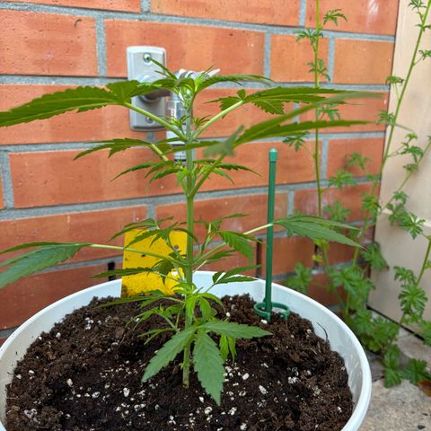 GMO Auto growlog timeline photo