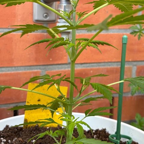 GMO Auto growlog timeline photo