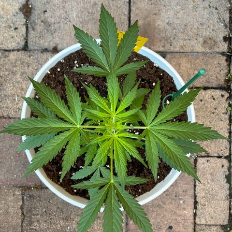 GMO Auto growlog timeline photo