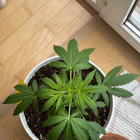 GMO Auto growlog timeline photo