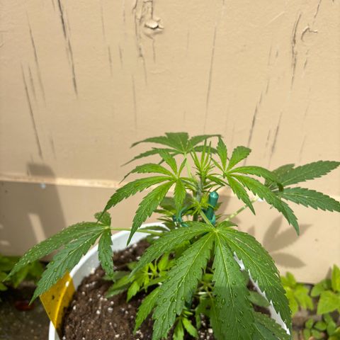 GMO Auto growlog timeline photo