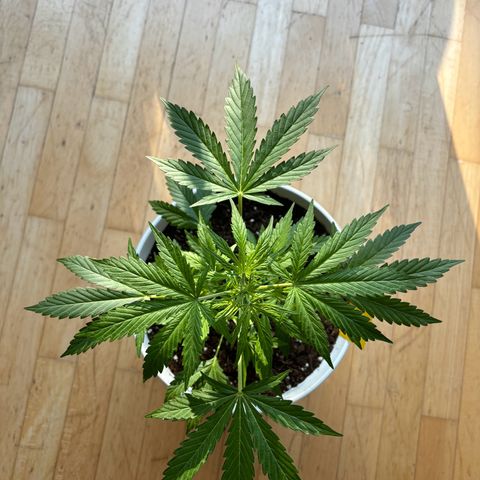 GMO Auto growlog timeline photo