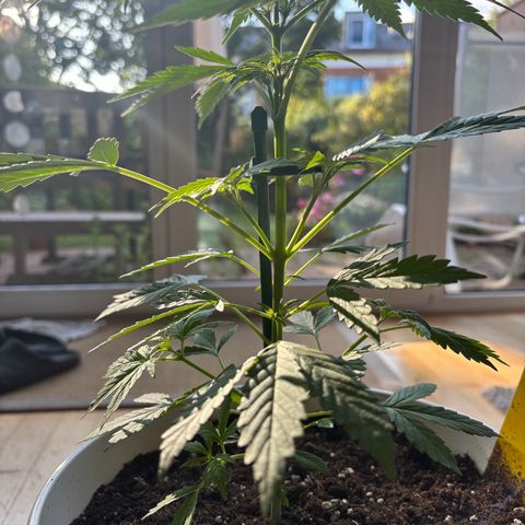 GMO Auto growlog timeline photo