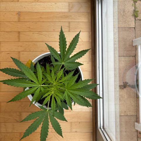 GMO Auto growlog timeline photo