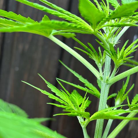 GMO Auto growlog timeline photo