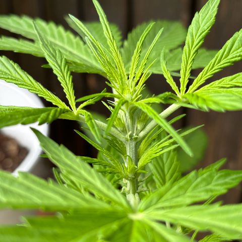 GMO Auto growlog timeline photo