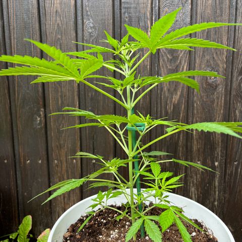 GMO Auto growlog timeline photo