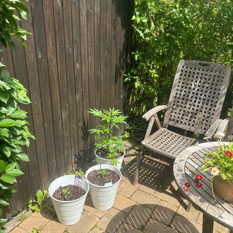 GMO Auto growlog timeline photo