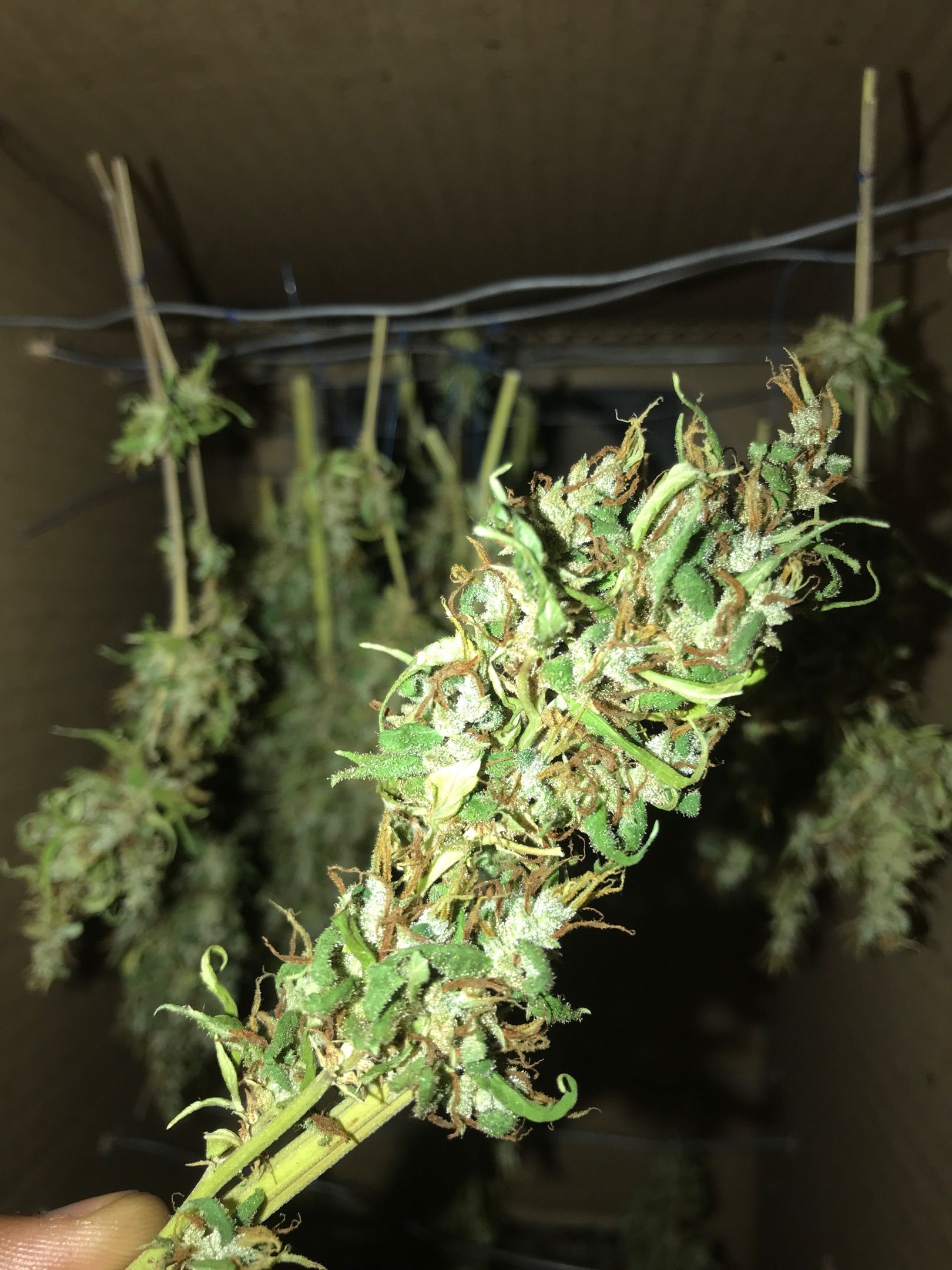 Brenda  #1 growlog header