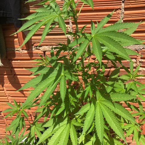 Brenda  #1 growlog photo