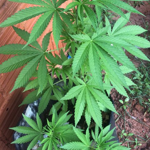 Brenda  #1 growlog photo