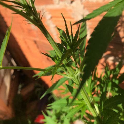 Brenda  #1 growlog photo