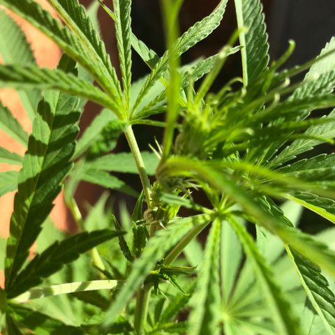 Brenda  #1 growlog photo