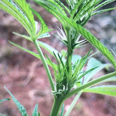 Brenda  #1 growlog photo