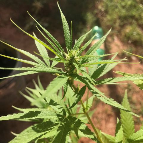 Brenda  #1 growlog timeline photo