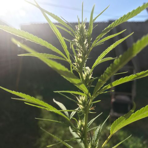 Brenda  #1 growlog timeline photo