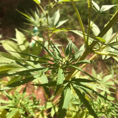 Brenda  #1 growlog timeline photo