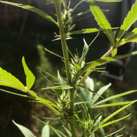 Brenda  #1 growlog timeline photo