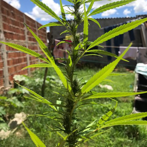 Brenda  #1 growlog timeline photo