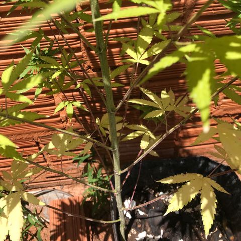 Brenda  #1 growlog photo: Folhas amarelas causa do crescimento dos bud 