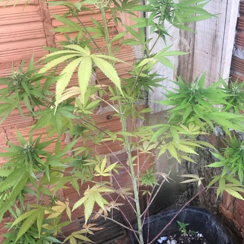 Brenda  #1 growlog timeline photo