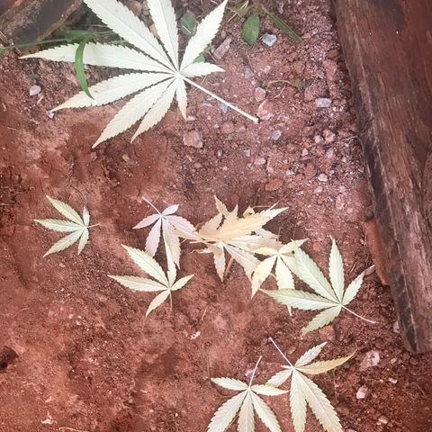 Brenda  #1 growlog timeline photo