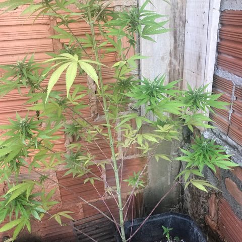 Brenda  #1 growlog timeline photo