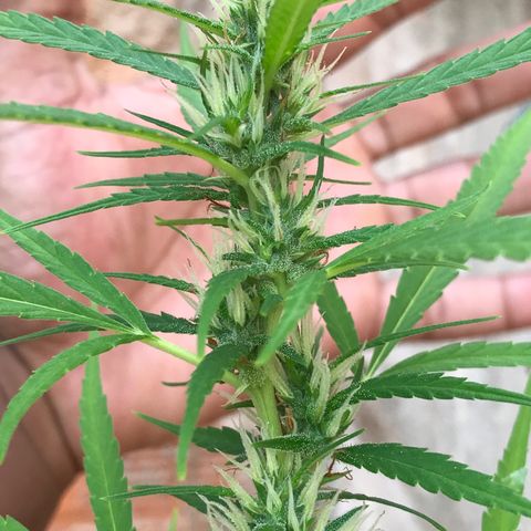 Brenda  #1 growlog timeline photo