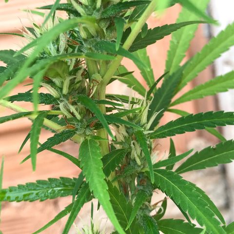 Brenda  #1 growlog timeline photo