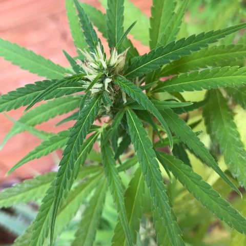 Brenda  #1 growlog timeline photo