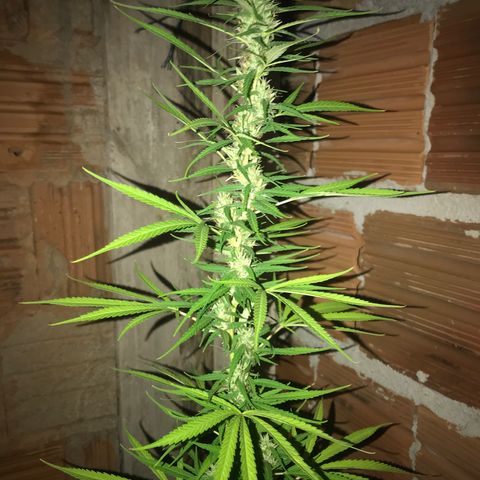 Brenda  #1 growlog timeline photo