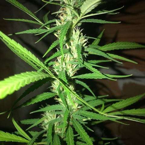 Brenda  #1 growlog timeline photo